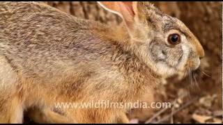 Blacknaped Hare Ranthambhore [upl. by Miarhpe]