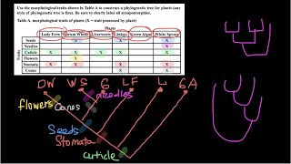 How to build Phylogenetic tree [upl. by Sert]