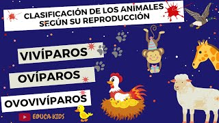 ANIMALES OVÍPAROS VIVÍPAROS Y OVOVIVÍPAROS PARA NIÑS [upl. by Ledba]