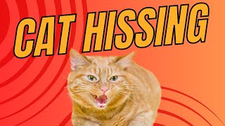 The Hissing Mystery Understanding Cat Behavior [upl. by Aicitan]