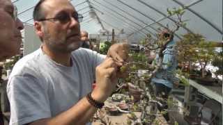 Korean Hornbeam workshop with bonsai master John Romano [upl. by Darrel340]