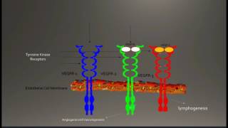 Vascular Endothelial Growth FactorA VEGFA [upl. by Htnicayh]