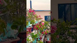 Adenium 20variety in roof garden shorts youtubeshorts [upl. by Clarice]