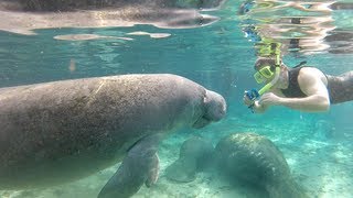 Swimming with Florida manatees [upl. by Manly589]