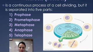 Cell Cycle Mitosis amp Cytokinesis [upl. by Derry]