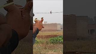 Use Slingshot for Outdoors Birds Hunting  Slingshot Hunting Wild Dove [upl. by Phare]