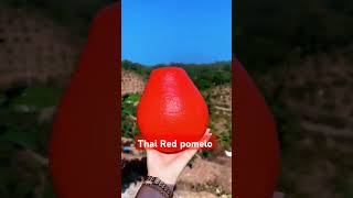 Red pomelo harvesting Pomelo grapfruit nursery gardening plantslover indoorgardening foryou [upl. by Adnilev10]