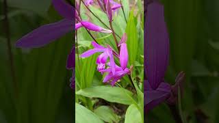 もっとも身近な日本の蘭 シラン 紫蘭（Bletilla striata）The most familiar Japanese orchid [upl. by Domash]