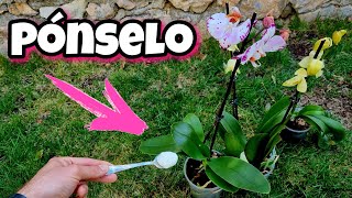 YOGUR en ORQUIDEAS MIRA que OCURRE  Abono y Fertilizante CASERO orgánico para PLANTAS de orquídea [upl. by Einiffit]