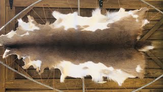 Deer hide tanning hair on  Bullet hole stitching techniques Part 1 [upl. by Llerehs]