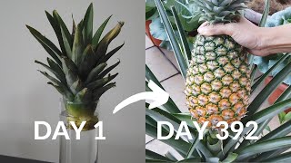 How to grow pineapple from crown to harvestPart 1  09 months [upl. by Seidel]