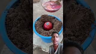 Harvest more big apples with new planting method satisfying shorts [upl. by Neehahs930]