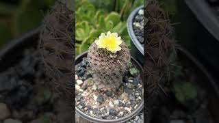 copiapoa Humilis [upl. by Alick410]