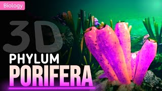 PORIFERA  GENERAL CHARACTERISTICS  3D ANIMATION [upl. by Bartie668]