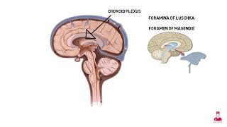 شرح أجزاء الدماغ   3  ventricular system of the brain [upl. by Hillery488]