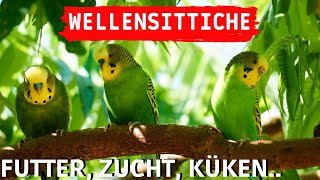 Wellensittiche Tipps  Wellensittiche Futter Zucht amp Küken  Wellensittiche halten Welli Aufnahmen [upl. by Yelrebmyk907]