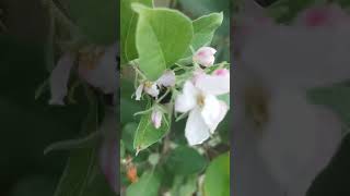 Pollination in apple plants [upl. by Ellerad]