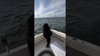 Two giant rockfish lost while troll fishing stripedbassfishing viralvideo stripedbass fish [upl. by Myrtice]