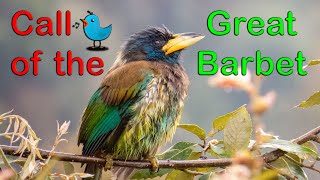 Call of the Great Barbet I Enjoy this beauty from Uttarakhand barbet birdcalls birdwatching [upl. by Alyk]