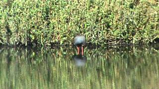 Blacktailed Native Hen [upl. by Klingel]