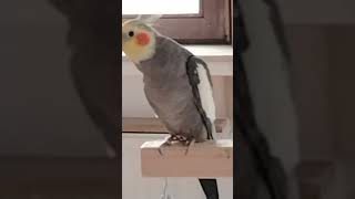 Mein Aktenzeichen singt supi calopsita cockatiel birds nymphensittiche [upl. by Williams]