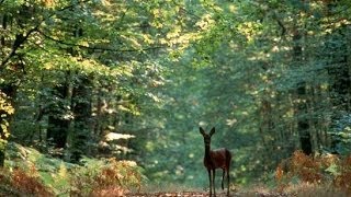 A la découverte de la Forêt  Documentaire francais sur la Nature [upl. by Ayekal]