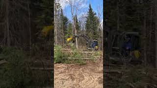 Shorts  Couper des arbres rapidement avec la Mecalac 6MCR et TMK Multigrab Quebec [upl. by Nileuqay]