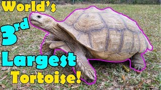 Sulcata Tortoises Facts and Care Tips [upl. by Ackley]