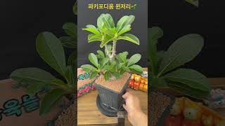 파키포디움 윈저리Pachypodium baronii var windsorii 아프리카식물 구근식물 succulent [upl. by Montgomery]