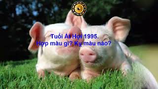 Tuổi Ất Hợi 1995 Hợp màu gì Kỵ màu nào [upl. by Finah374]