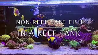 How to keeping non reef safe fish in a reef tank [upl. by Asseral114]