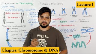 Chromosome Structure Shape composition and organization  Lecture 1 [upl. by Aneeg]