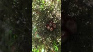 Amazing Egg Bird spider wildbirdlife babyanimal cute birdlife babybird birdnest nature [upl. by Alphonse]