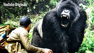 LARGEST Gorilla Found in Congo  Brave Mission [upl. by Roybn]