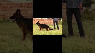 SG7VOLIVIC VOM MESSINA Indian champion daughter available for sale 9366790430 gsd doglover pets [upl. by Noinatrad]