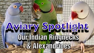 Aviary Spotlight  Our Breeding Indian Ringneck and Alexandrine parakeets [upl. by Kauslick]