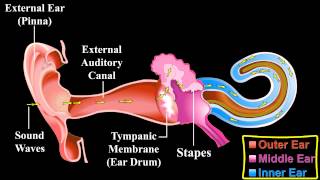 The Ear   About the Ear   Mechanism of Hearing [upl. by Yderf]