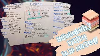 Intugmentry System Layers amp Special Structures of The Skin شرح بالعربى [upl. by Yenaj]