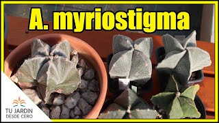 Astrophytum myriostigma 🌵🌵🌵 Ficha de cactus DESCRIPCIÓN  CUIDADOS [upl. by Adnerad]