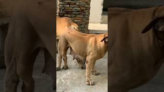 Boerboel puppies from this combo available Contact 233553284056 shorts boerboel dog [upl. by Georgeanna713]