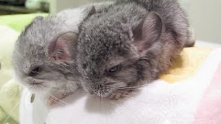 Baby Chinchillas Walk on Tofu [upl. by Richie518]