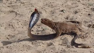 snake vs mongoose real fight  ultimate wild fight in desert [upl. by Arlinda]