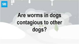 Are worms in dogs contagious to other dogs [upl. by Elamaj]