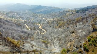 Mehrere Tote bei Waldbrand auf Zypern  AFP [upl. by Henricks]