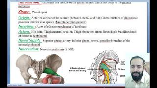 05 Muscles of Lower limbs  Muscles of Gluteal region  Pyriformis muscle  Origin Insertion [upl. by Hunger]