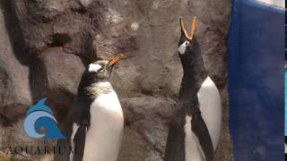 Gentoo penguin call [upl. by Inhoj176]