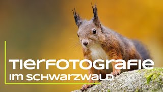 Tierfotografie im Schwarzwald [upl. by Awjan]