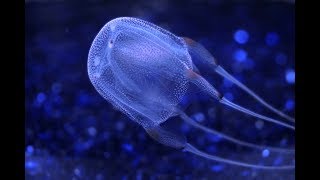 Ian McCormack NDE Atheist Surfer Stung by Box Jellyfish Several Times [upl. by Eseilenna]