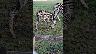 Adorable baby Zebra  meet Nora [upl. by Petes181]