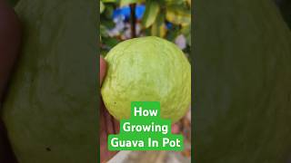 How Growing Guava In Pot youtube gardening guava shorts fruit fruitplant dailyplantcare yt [upl. by Atreb]